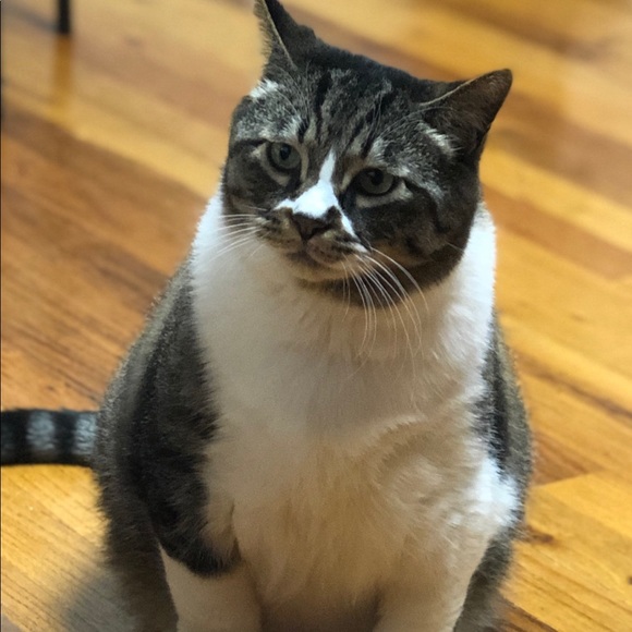 Meet your Posher, Mimi - Picture 1 of 1